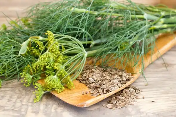 Can Dill Seed Extract Help Relieve Abdominal Cramping?